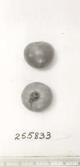 Click for 1 image(s) for this accession. FRUIT